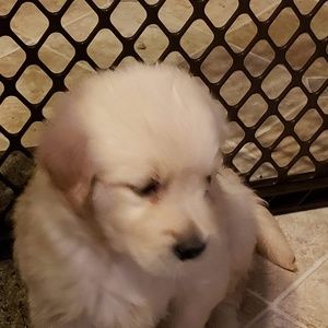 Meet your Posher, Eugene